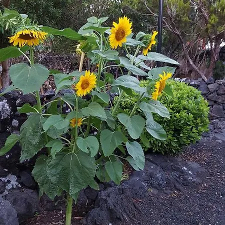 Casa Da Estrela Sirius * Cabeco Chao
