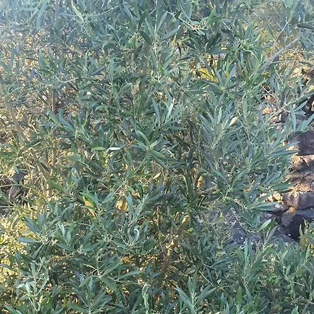 Casa Da Estrela Sirius Cabeco Chao