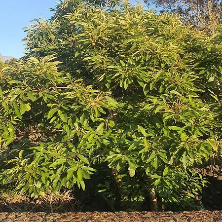 Casa Da Estrela Sirius Vakantiehuis *