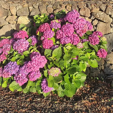 Vakantiehuis Casa Da Estrela Sirius