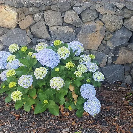 Vakantiehuis Casa Da Estrela Sirius