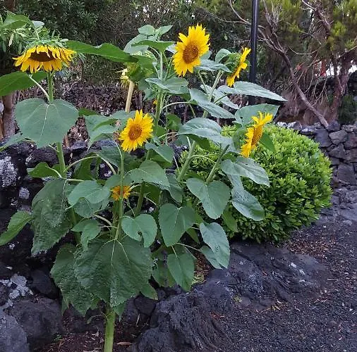 Casa Da Estrela Sirius * Cabeco Chao
