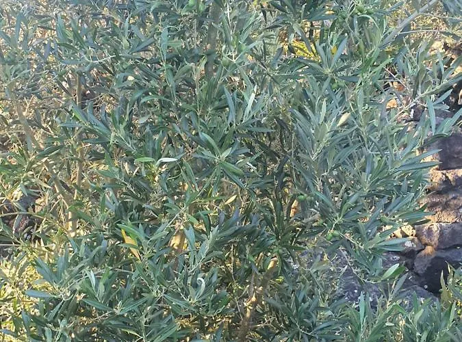 Casa Da Estrela Sirius Cabeco Chao