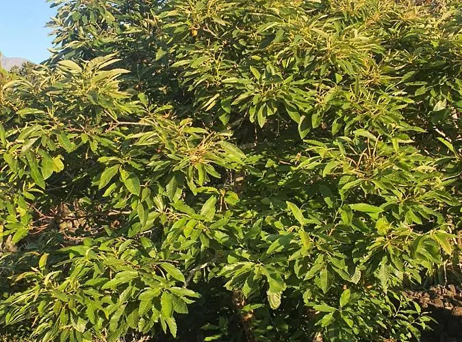 Casa Da Estrela Sirius Holiday home *